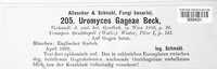 Uromyces gageae image